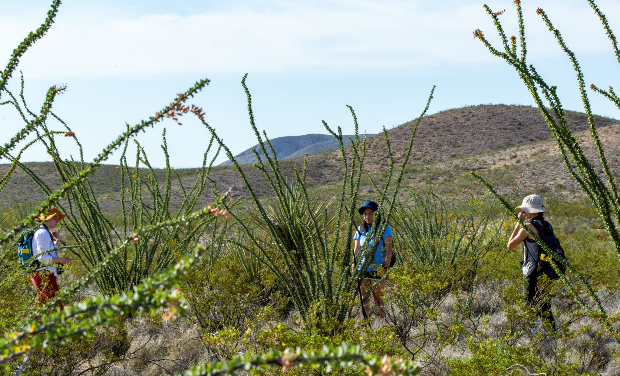 Lizard Camp 2021, Chihuahuan Desert, Texas