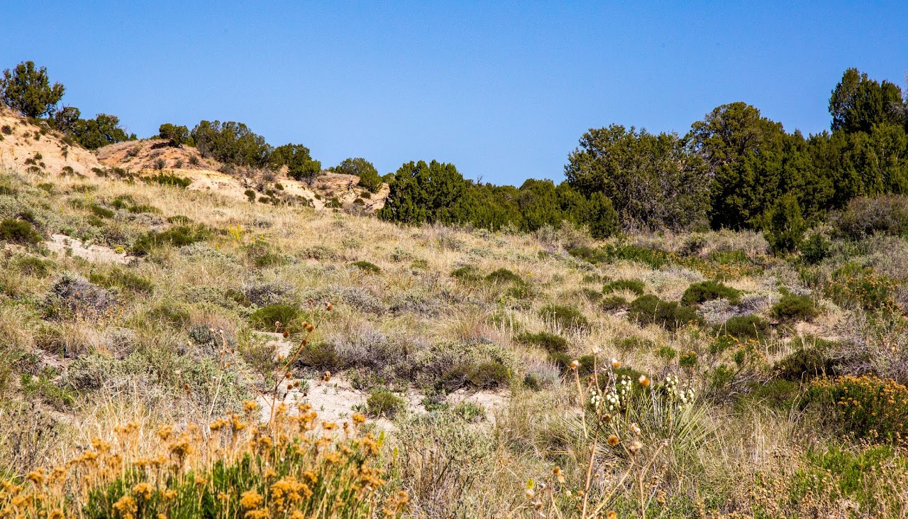Chihuahua Desert, Colorado