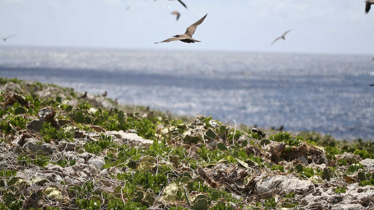 Little Scrub Island, Anguilla